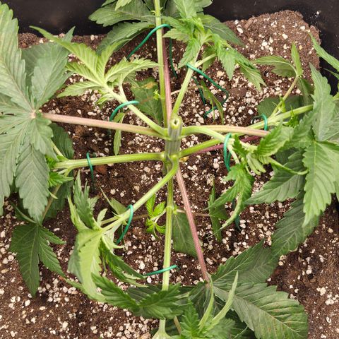 Skunk#1 growlog photo: VT15 VW3
Getoppt und LST