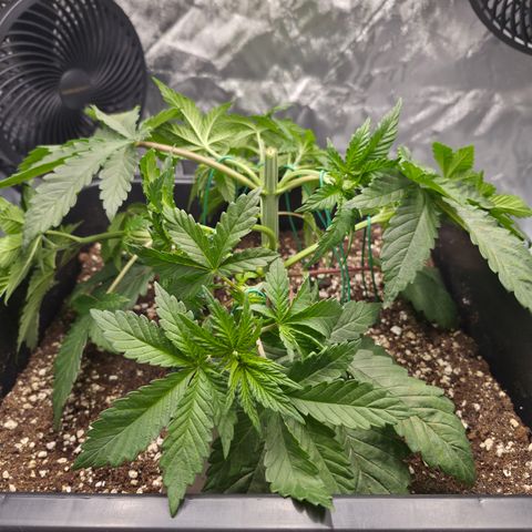 Skunk#1 growlog photo: VT15 VW3
Getoppt und LST