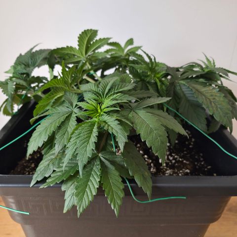 Skunk#1 growlog photo: VT19 VW3