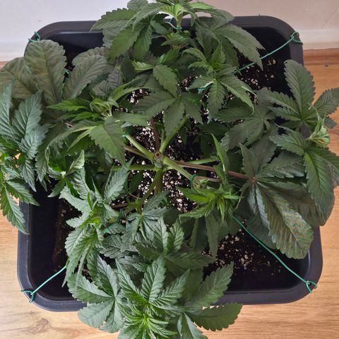 Skunk#1 growlog photo: VT19 VW3