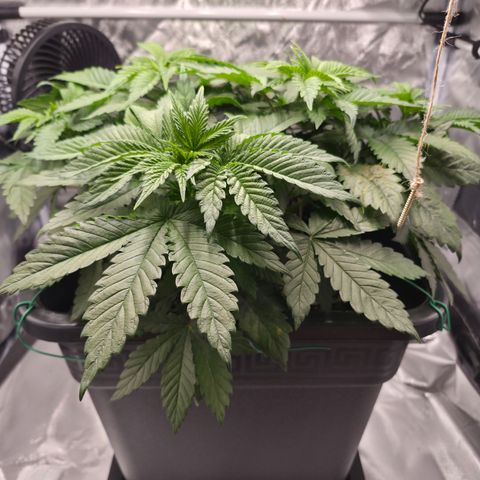 Skunk#1 growlog photo: VT24 VW4