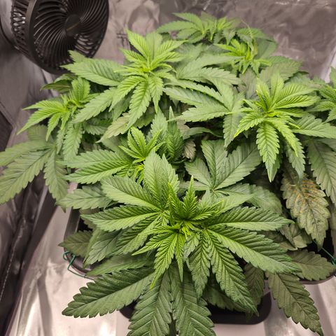 Skunk#1 growlog photo: VT24 VW4