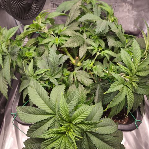 Skunk#1 growlog photo: VT26 VW4