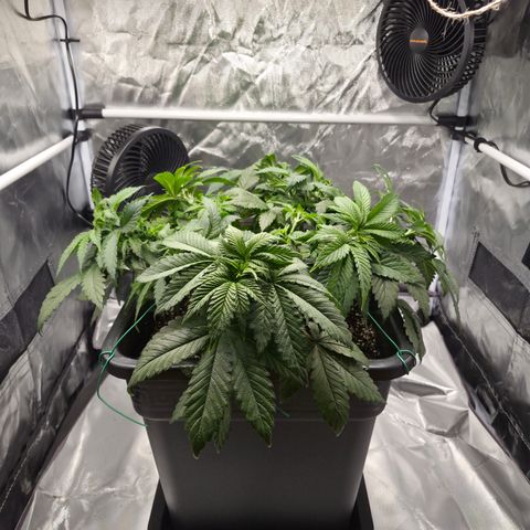 Skunk#1 growlog photo: VT26 VW4