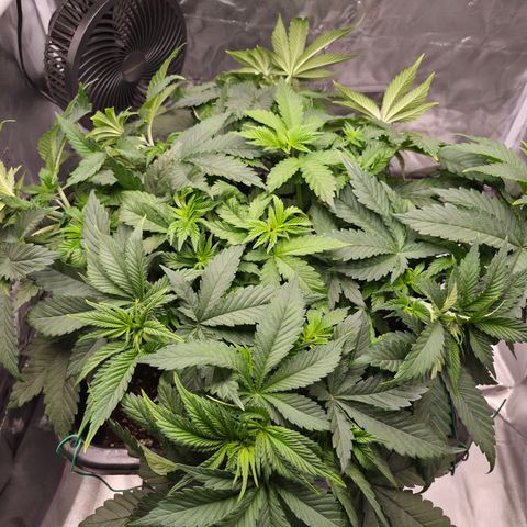 Skunk#1 growlog photo: VT29 VW5