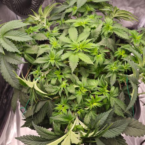 Skunk#1 growlog photo: VT29 VW5
