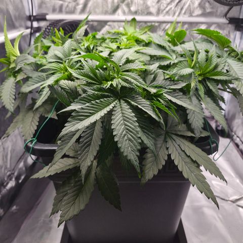 Skunk#1 growlog photo: VT29 VW5