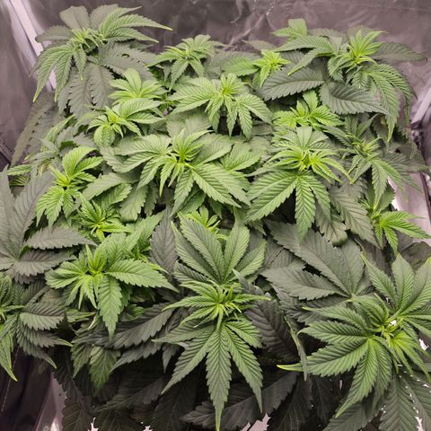 Skunk#1 growlog photo: VT33 VW5