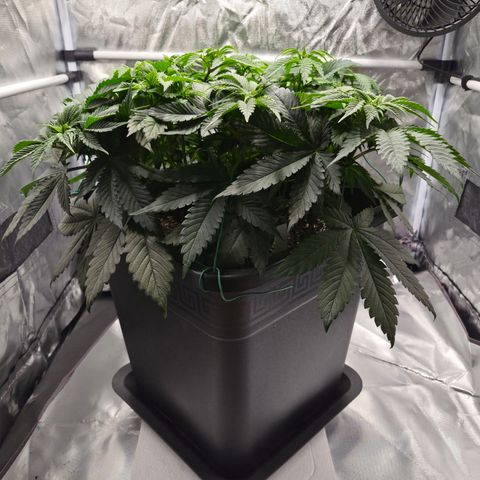 Skunk#1 growlog photo: VT33 VW5
