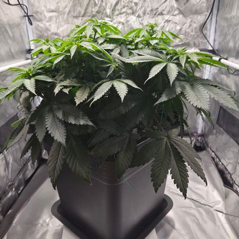 Skunk#1 growlog photo: BT5 BW1