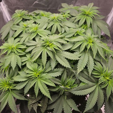 Skunk#1 growlog photo: BT5 BW1