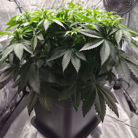 Skunk#1 growlog photo: BT9 BW2