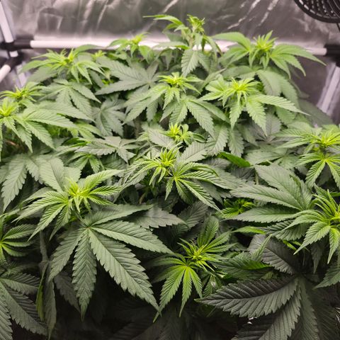 Skunk#1 growlog photo: BT9 BW2
