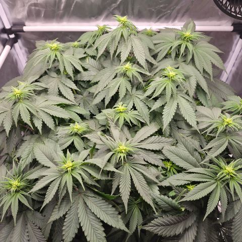 Skunk#1 growlog photo: BT13 BW2