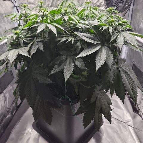 Skunk#1 growlog photo: BT13 BW2
