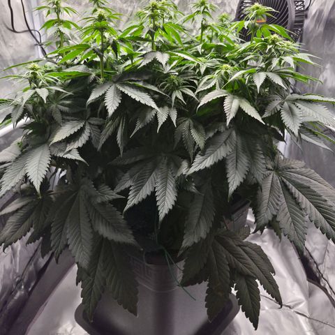 Skunk#1 growlog photo: BT17 BW3