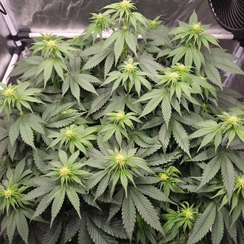 Skunk#1 growlog photo: BT17 BW3