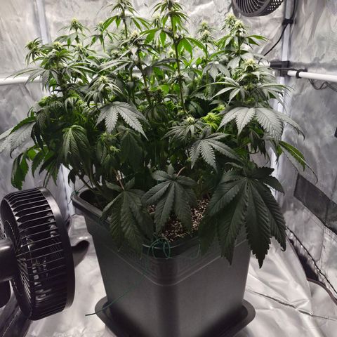 Skunk#1 growlog photo: BT21 BW3
