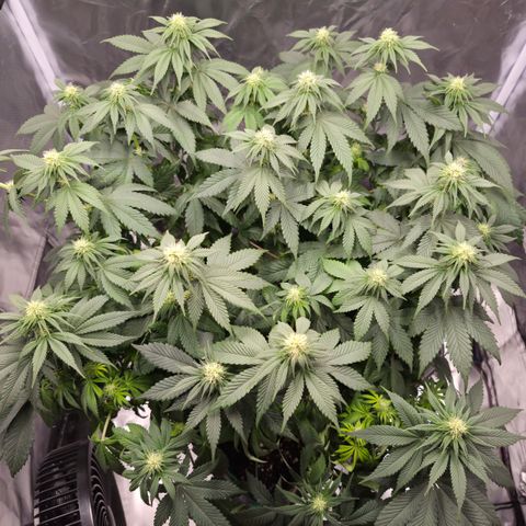Skunk#1 growlog photo: BT21 BW3