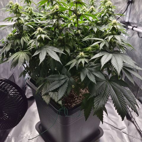 Skunk#1 growlog photo: BT24 BW4