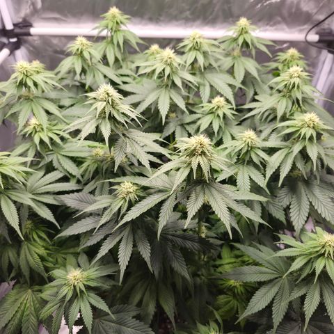 Skunk#1 growlog photo: BT24 BW4