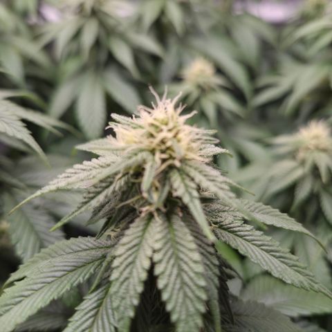 Skunk#1 growlog photo: BT27 BW4