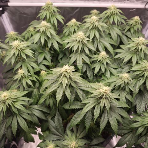 Skunk#1 growlog photo: BT27 BW4