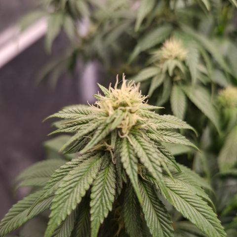Skunk#1 growlog photo: BT27 BW4