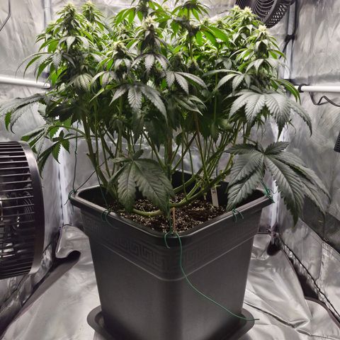 Skunk#1 growlog photo: BT27 BW4