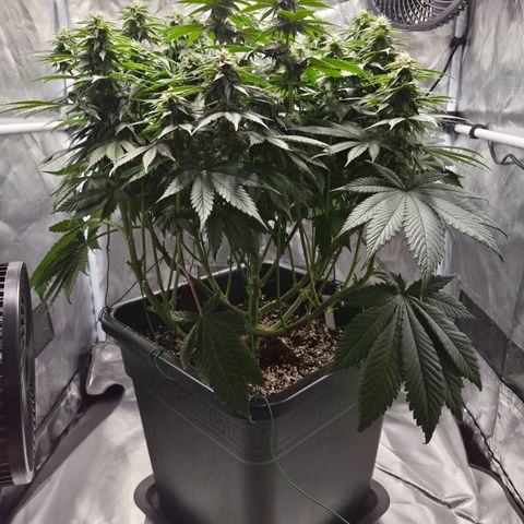 Skunk#1 growlog photo: BT31 BW5