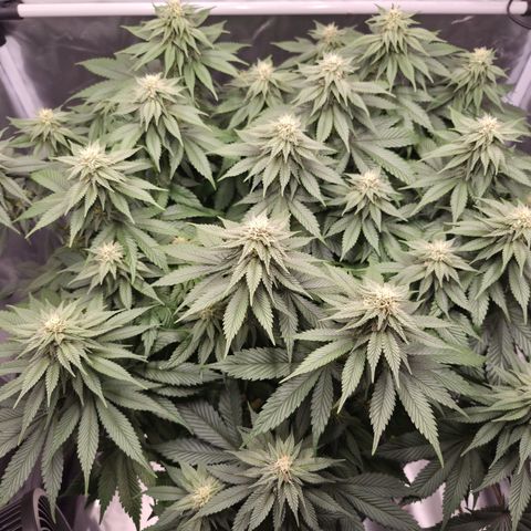 Skunk#1 growlog photo: BT31 BW5