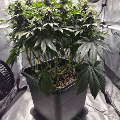 Skunk#1 growlog photo: BT35 BW5