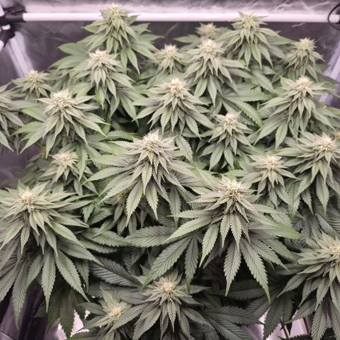 Skunk#1 growlog photo: BT35 BW5