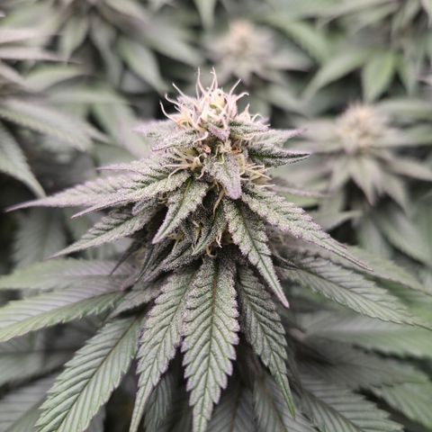 Skunk#1 growlog photo: BT39 BW6