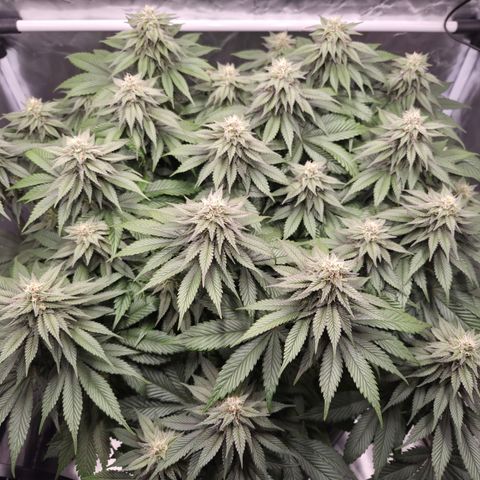 Skunk#1 growlog photo: BT39 BW6