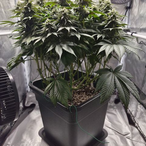 Skunk#1 growlog photo: BT39 BW6