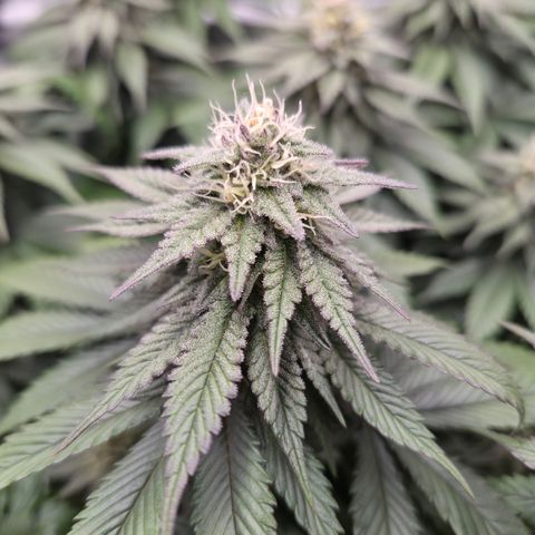 Skunk#1 growlog photo: BT39 BW6
