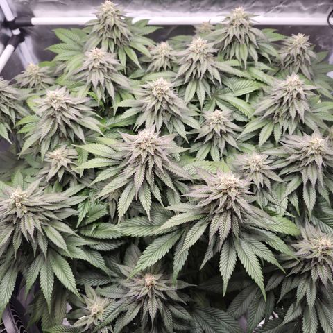 Skunk#1 growlog photo: BT44 BW7