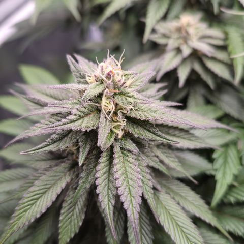 Skunk#1 growlog photo: BT44 BW7