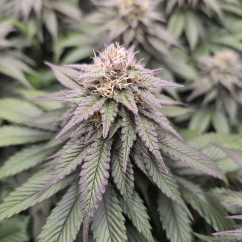 Skunk#1 growlog photo: BT44 BW7