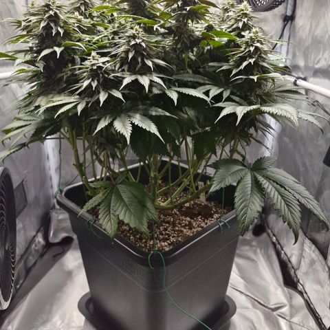 Skunk#1 growlog photo: BT44 BW7