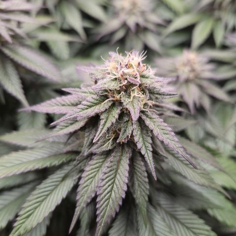 Skunk#1 growlog photo: BT44 BW7