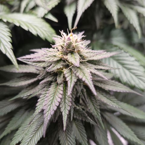Skunk#1 growlog photo: BT44 BW7