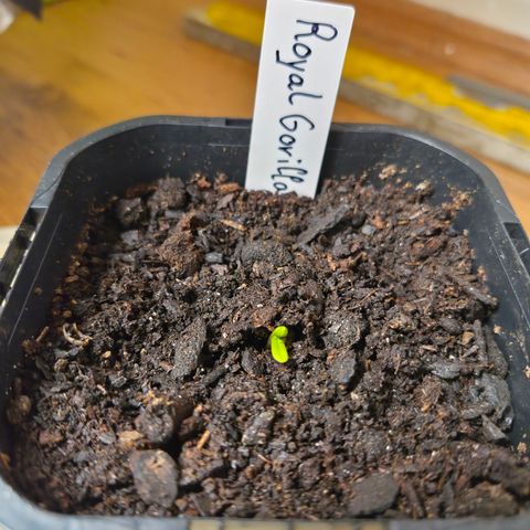 Royal Gorilla 2. growlog photo: Keimblätter sind jetzt zu sehen.