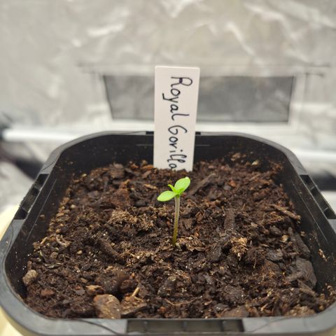 Royal Gorilla 2. growlog timeline photo