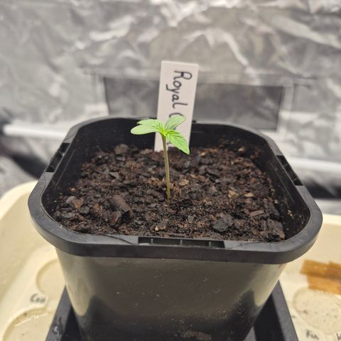 Royal Gorilla 2. growlog timeline photo