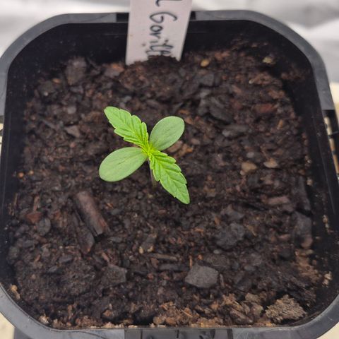 Royal Gorilla 2. growlog timeline photo