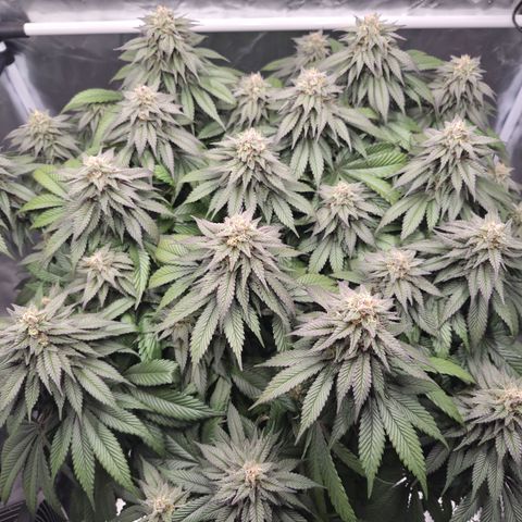 Skunk#1 growlog photo: BT48 BW7