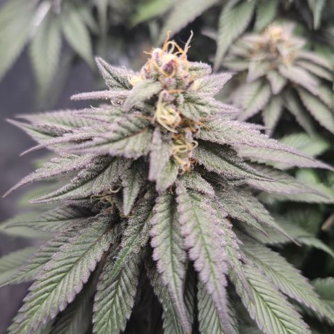 Skunk#1 growlog photo: BT48 BW7