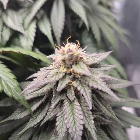 Skunk#1 growlog photo: BT48 BW7